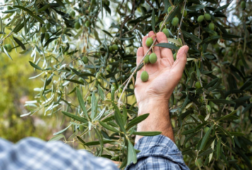 Το ελαιόδεντρο και η φροντίδα του: Μαθαίνοντας από τους Έλληνες παραγωγούς