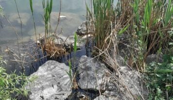 ΟΦΥΠΕΚΑ: Παρακολούθηση περιστατικών εμφάνισης νεκρών ψαριών στη λίμνη Παμβώτιδα