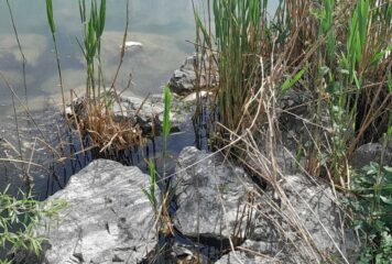 ΟΦΥΠΕΚΑ: Παρακολούθηση περιστατικών εμφάνισης νεκρών ψαριών στη λίμνη Παμβώτιδα