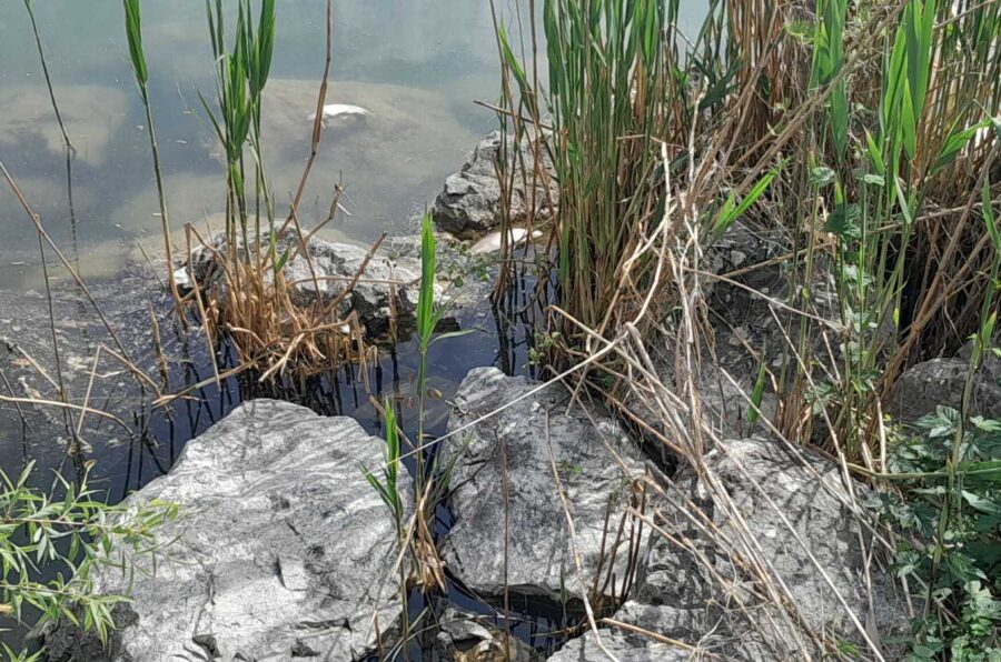 ΟΦΥΠΕΚΑ: Παρακολούθηση περιστατικών εμφάνισης νεκρών ψαριών στη λίμνη Παμβώτιδα