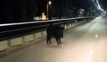 Ιωάννινα: Αγριογούρουνο εμφανίστηκε στη λεωφόρο Σταύρου Νιάρχου – Δείτε βίντεο