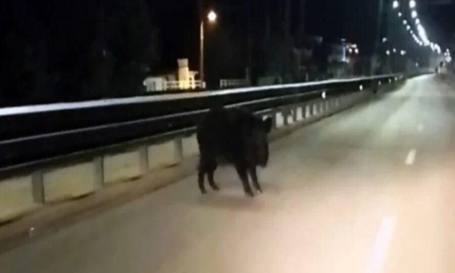 Ιωάννινα: Αγριογούρουνο εμφανίστηκε στη λεωφόρο Σταύρου Νιάρχου – Δείτε βίντεο